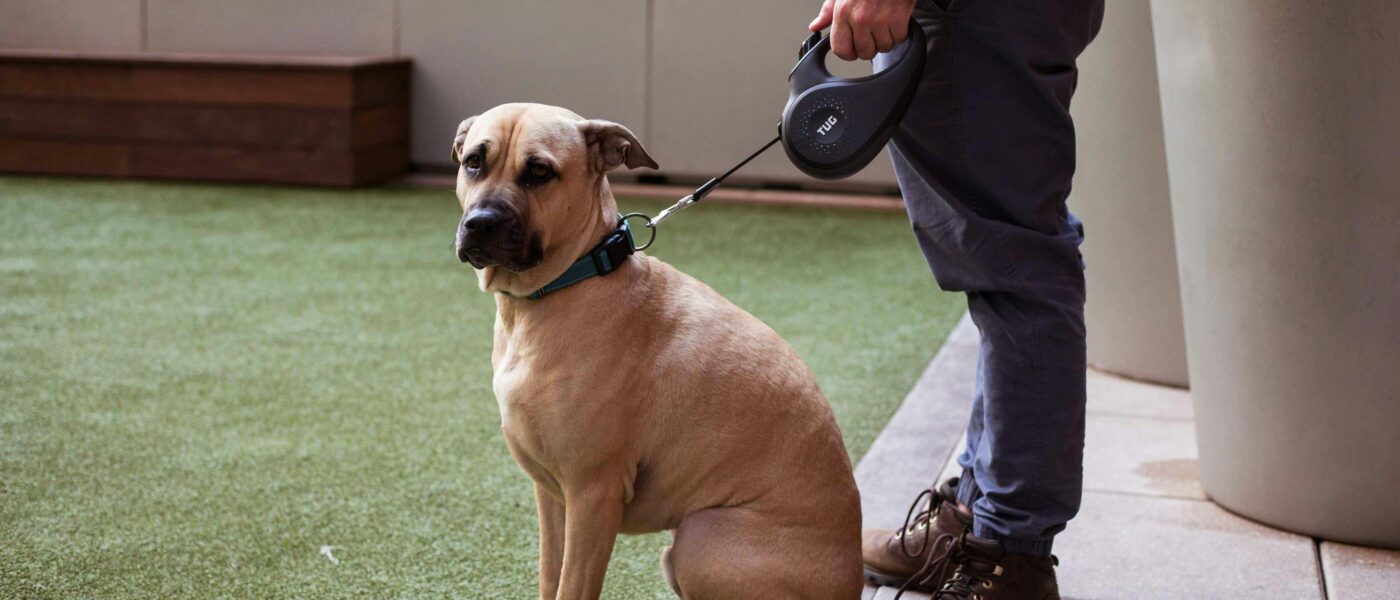 Best Retractable Dog Leashes in 2026: Five Picks That Lock When You Need Them