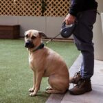 best retractable dog leashes in 2026
