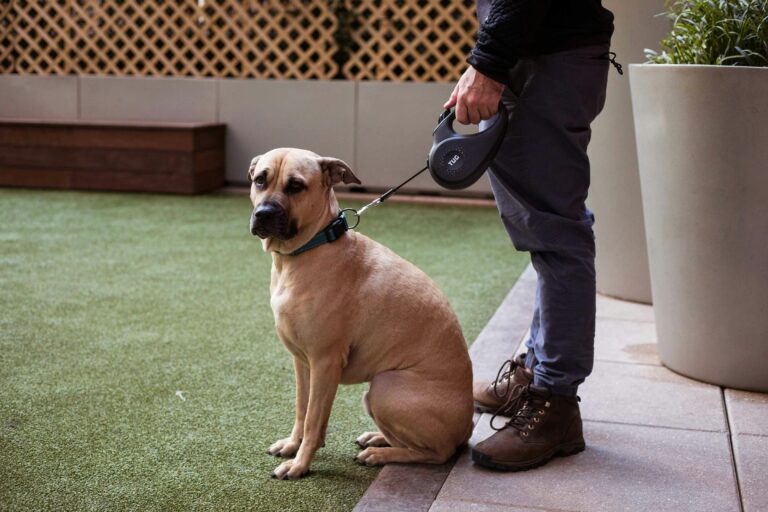 best retractable dog leashes in 2026