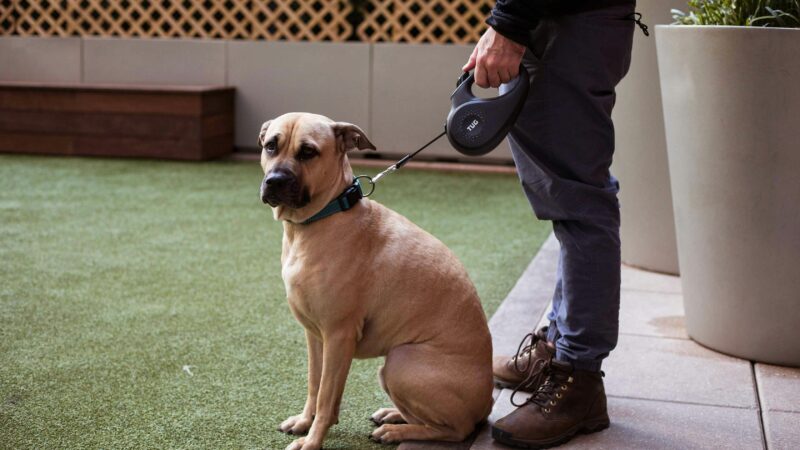 best retractable dog leashes in 2026