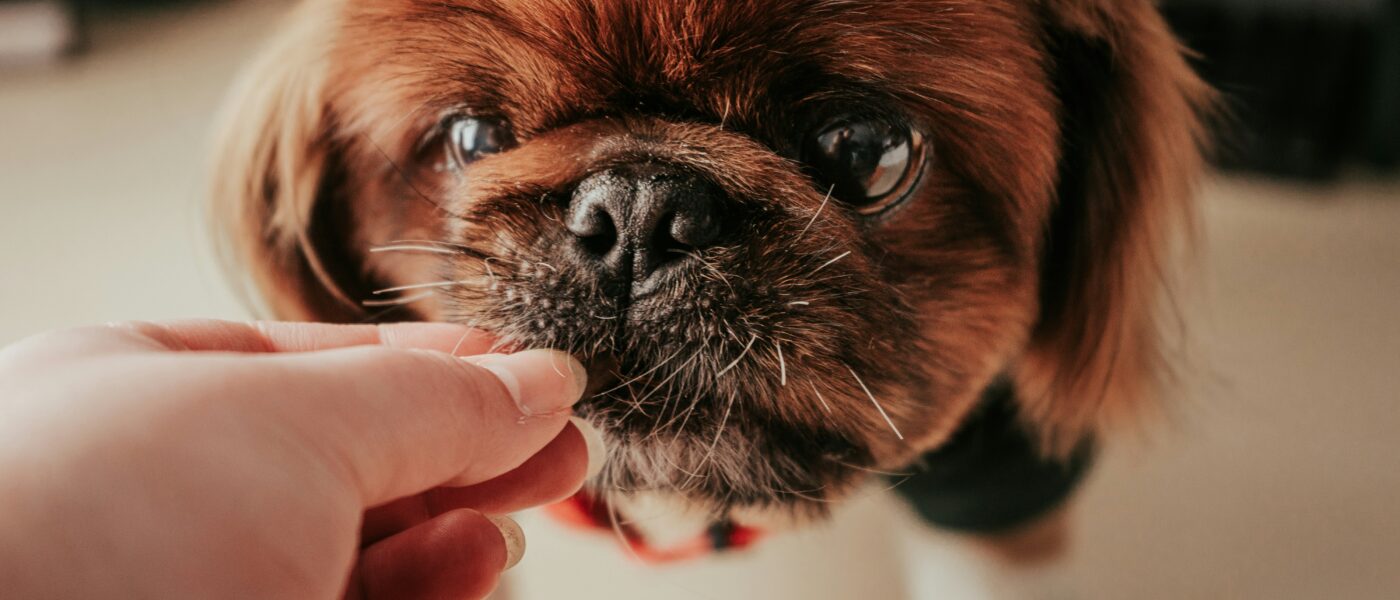 Best Senior Dog Vitamins and Multivitamins in 2026: 5 Top-Rated Picks for Aging Dogs’ Comprehensive Health