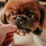 best senior dog vitamins and multivitamins in 2026