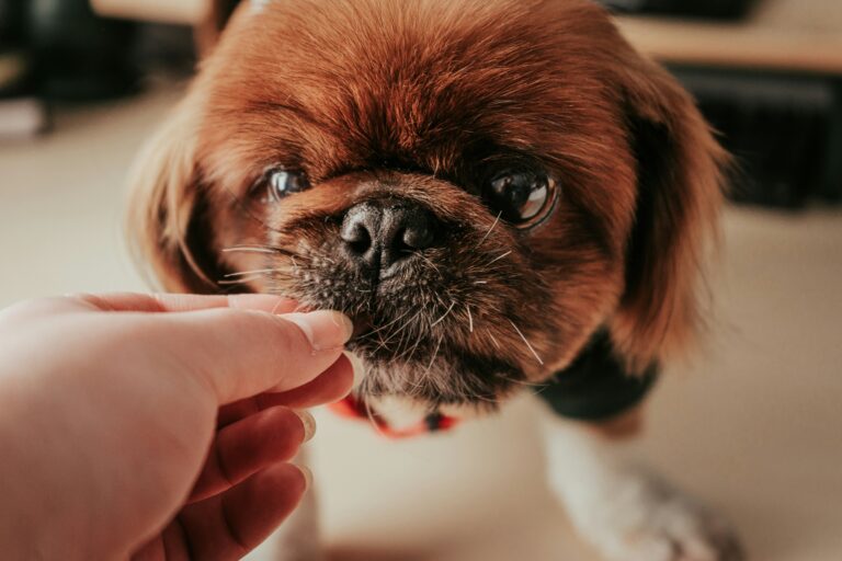 best senior dog vitamins and multivitamins in 2026