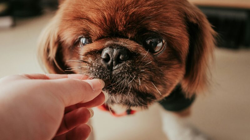 best senior dog vitamins and multivitamins in 2026