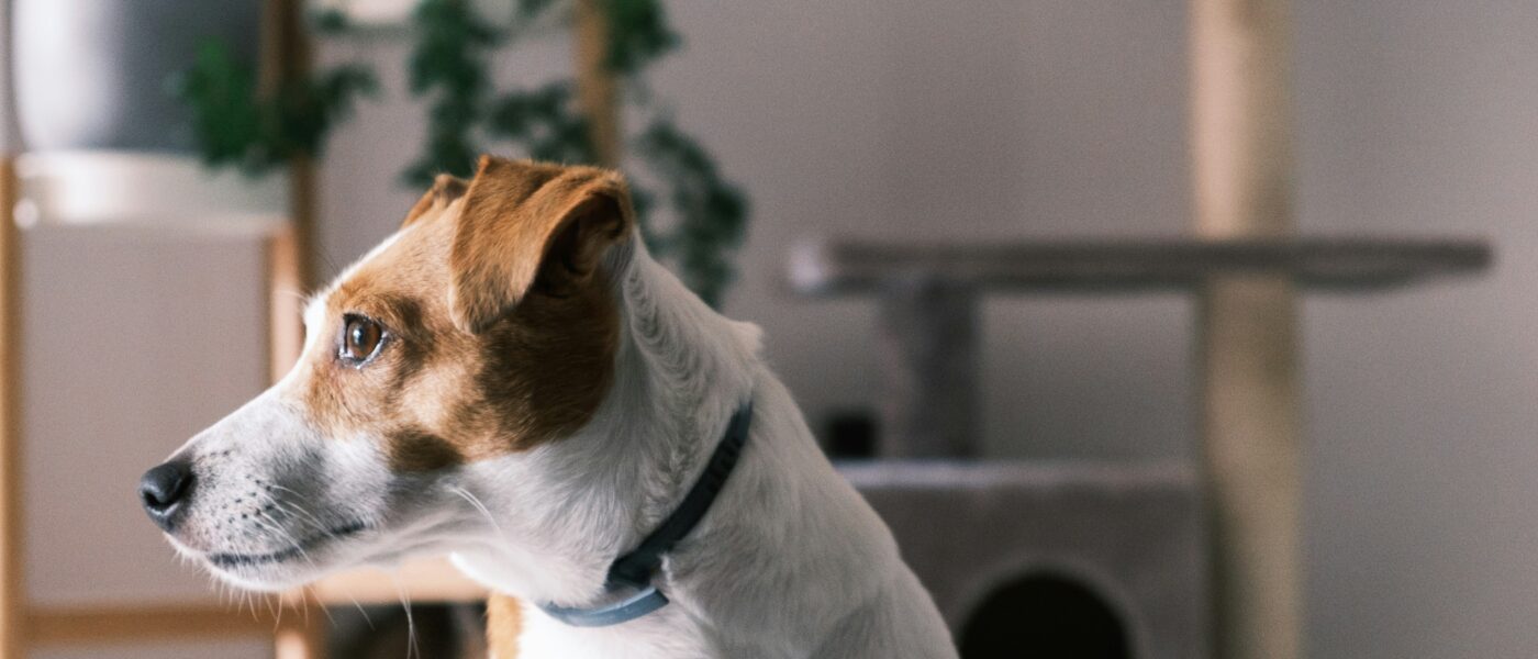 Best Smart Dog Collars for Training in 2026: 5 Picks for Wireless Boundaries, Behavior Correction, and Recall Training