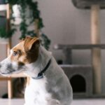 best smart dog collars in 2026