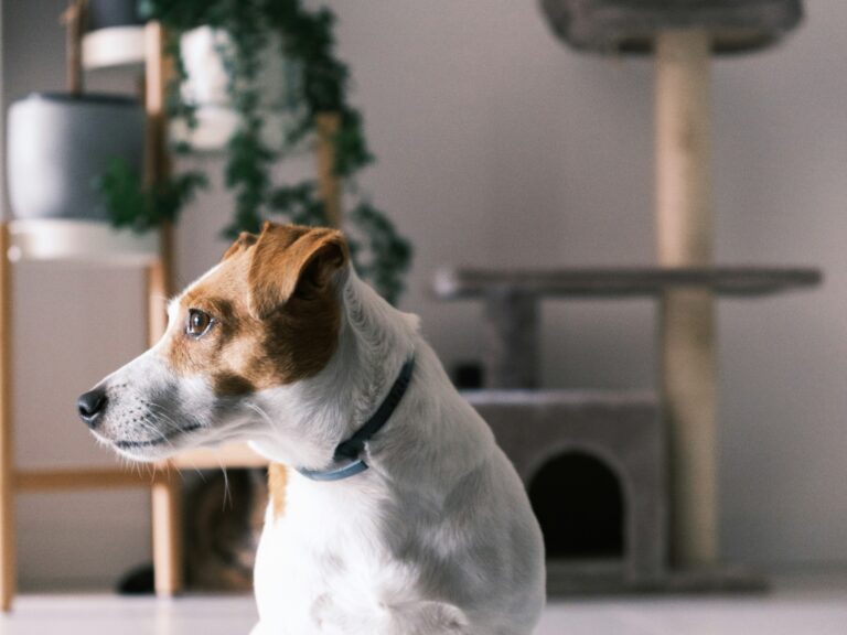 best smart dog collars in 2026