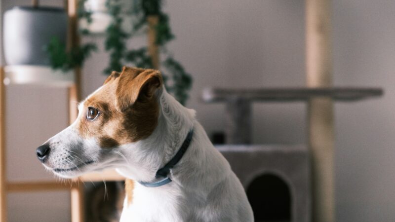 best smart dog collars in 2026