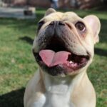 best ways to tire a high energy dog in 2026