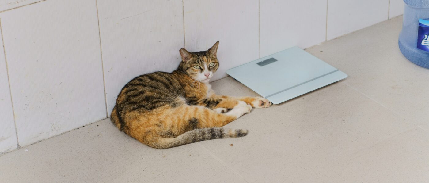 Best WiFi Pet Scales in 2026: 5 Smart Picks for Weight Tracking, Health Monitoring, and Vet Records