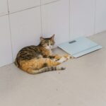 best wifi pet scales in 2026