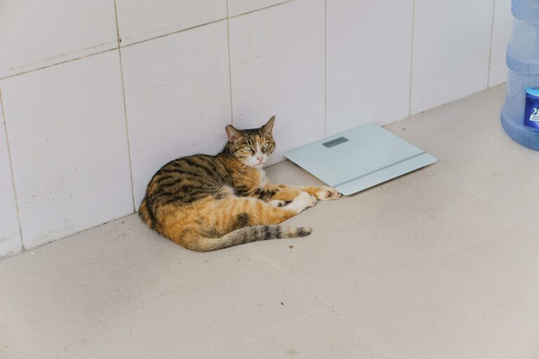 best wifi pet scales in 2026