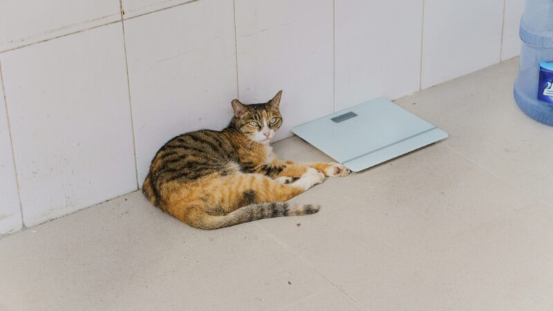 best wifi pet scales in 2026