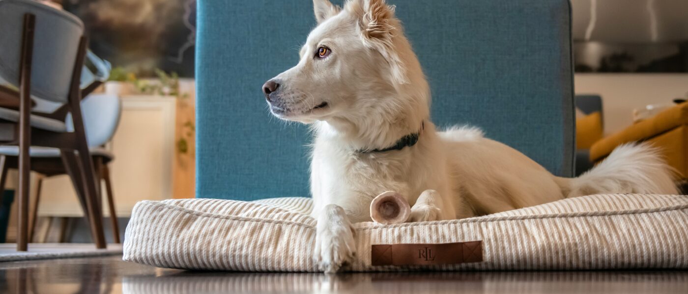 How to Clean a Dog Bed Without Ruining the Cover or the Foam