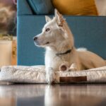 how to clean a dog bed in 2026