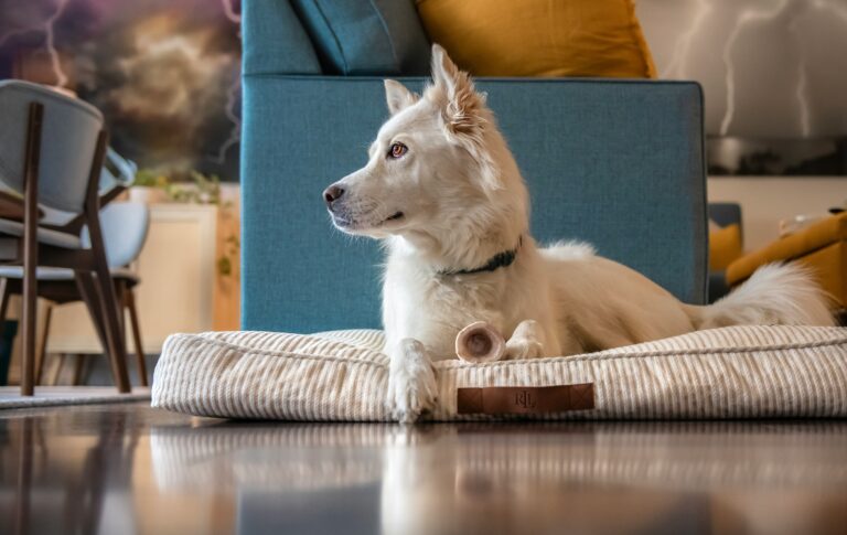 how to clean a dog bed in 2026