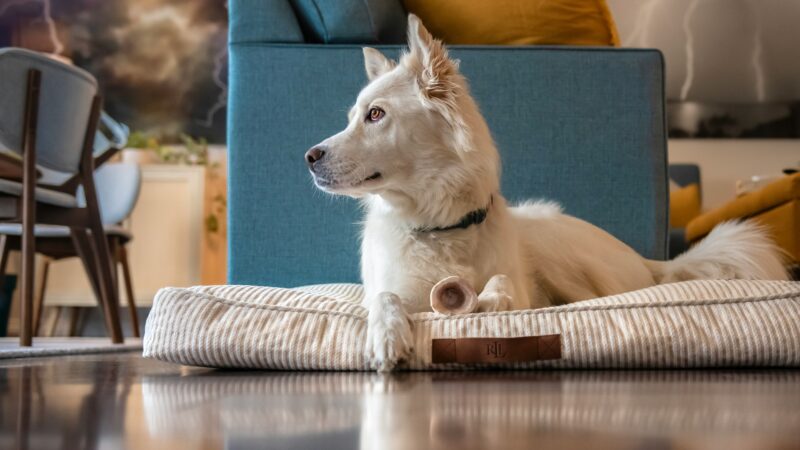 how to clean a dog bed in 2026