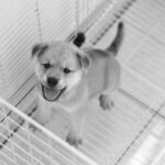 how to crate train a puppy in 2026