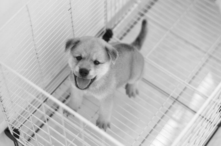 how to crate train a puppy in 2026