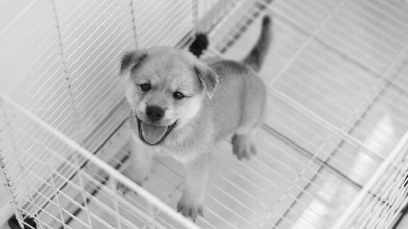 how to crate train a puppy in 2026