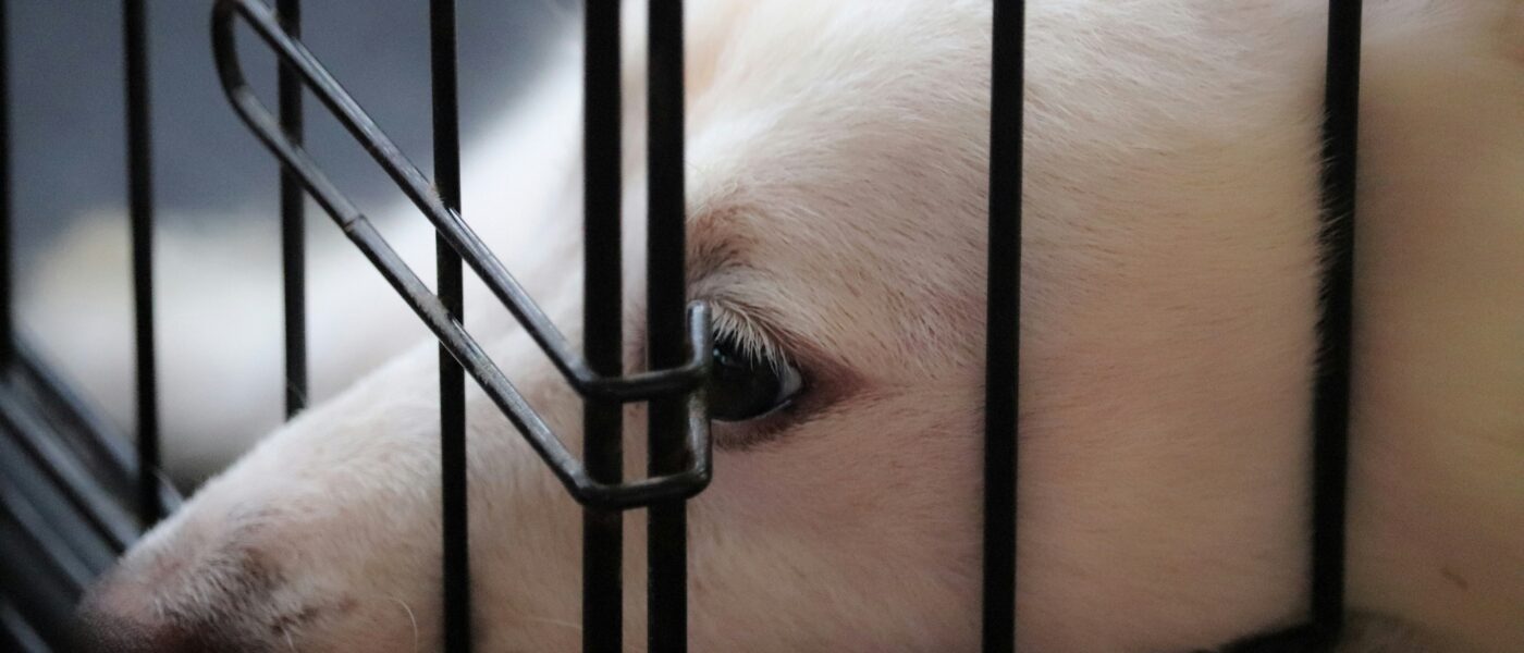 From Crying to Comfort: The Tear-Free Guide to Puppy Crate Training
