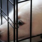how to crate train your puppy