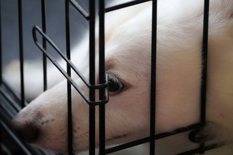 how to crate train your puppy