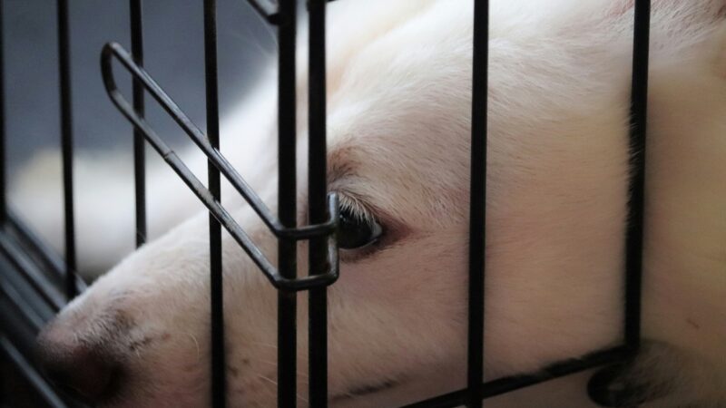 how to crate train your puppy