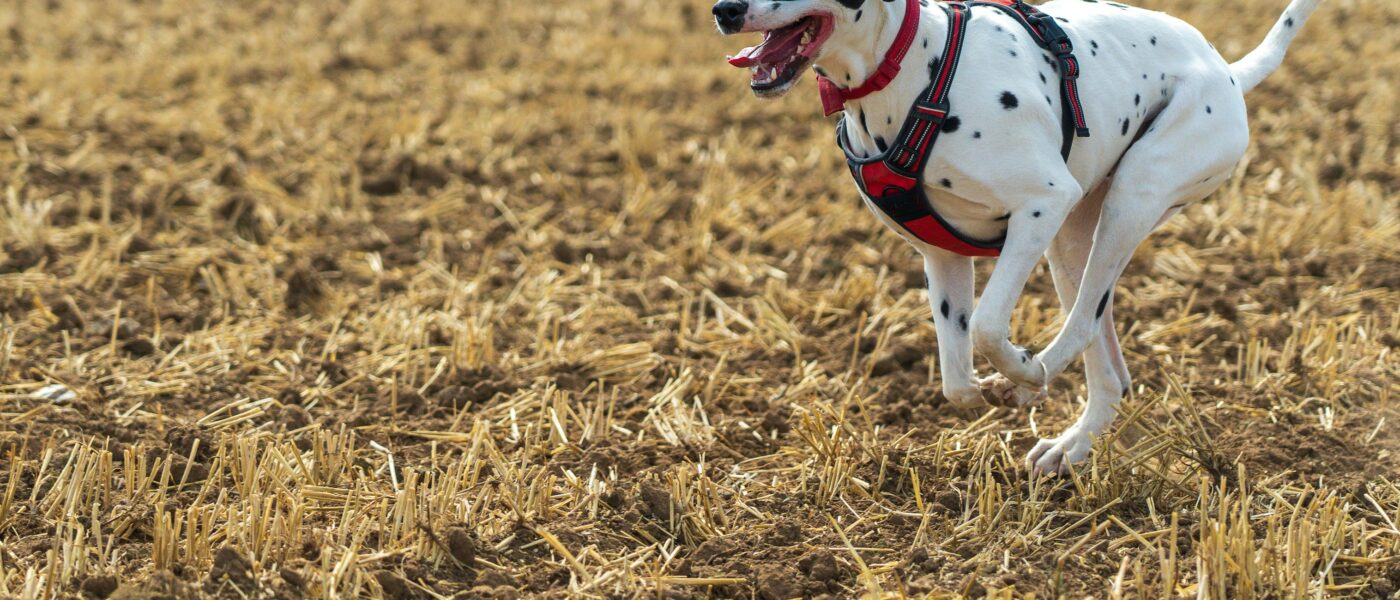 How to Fit a Dog Harness (Step-by-Step Two-Finger Method)