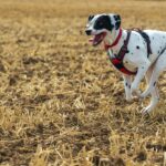 how to fit a dog harness