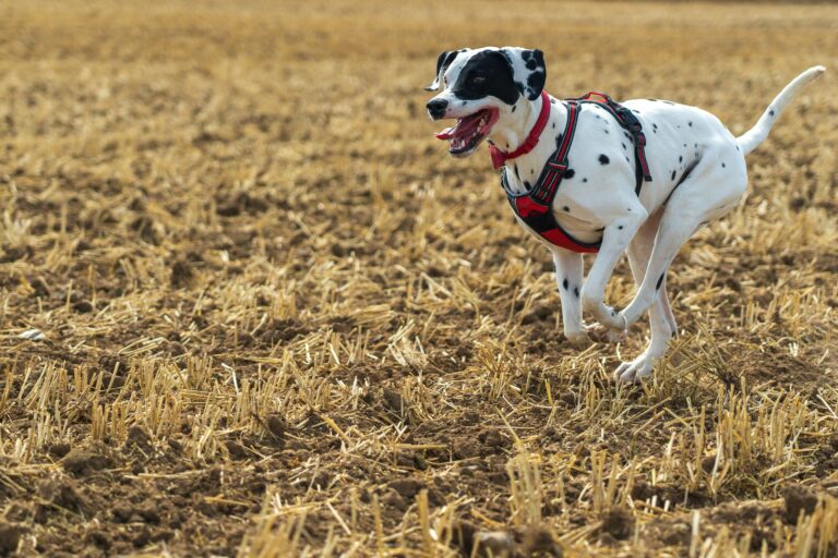 how to fit a dog harness