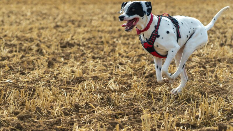 how to fit a dog harness