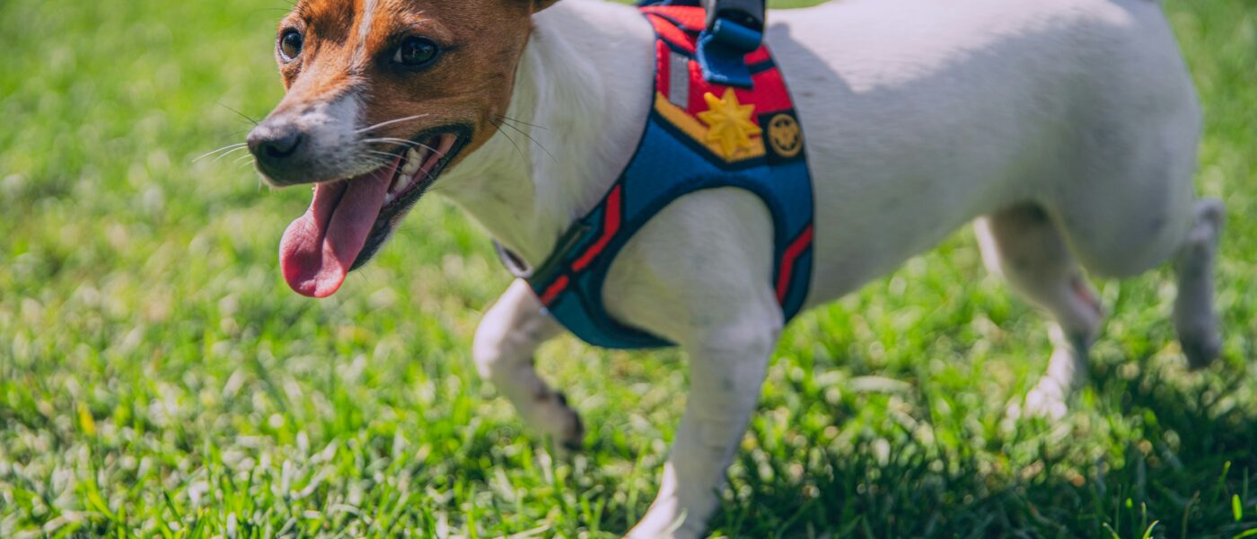 How to Fit a Harness on a Wiggly Small Dog (Beat the Slip-Out)