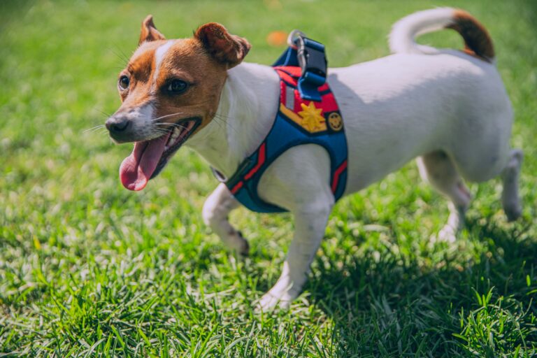 how to fit a harness on a small dog