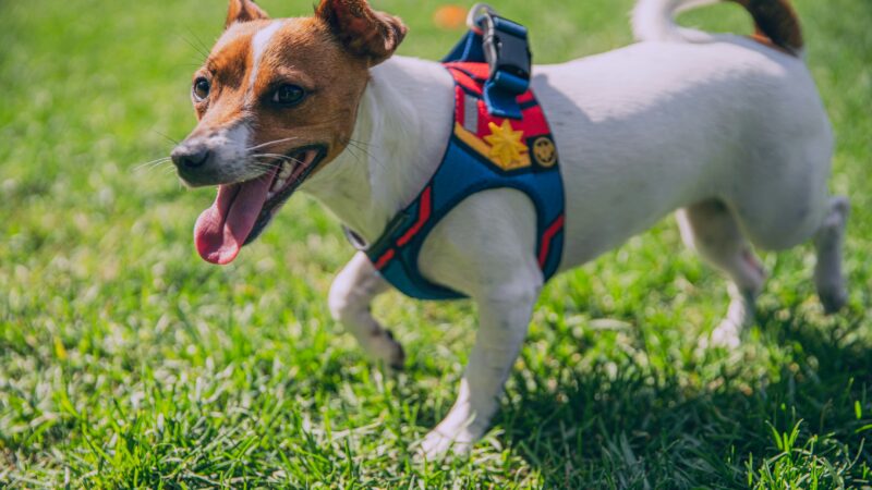 how to fit a harness on a small dog