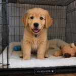 how to introduce a dog to a new kennel