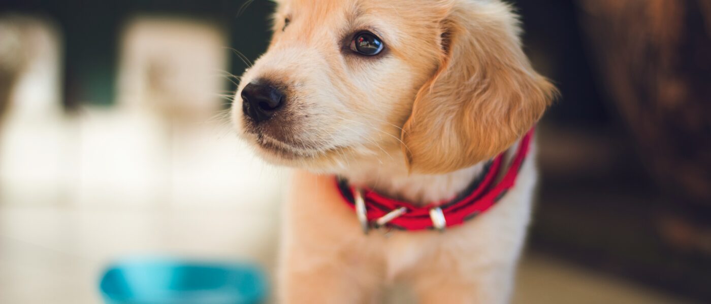 How to Introduce a New Dog to Your Home in 2026: The 30-Day Plan That Trainers Use to Prevent Behavioral Setbacks