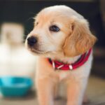 how to introduce a new dog to your home in 2026