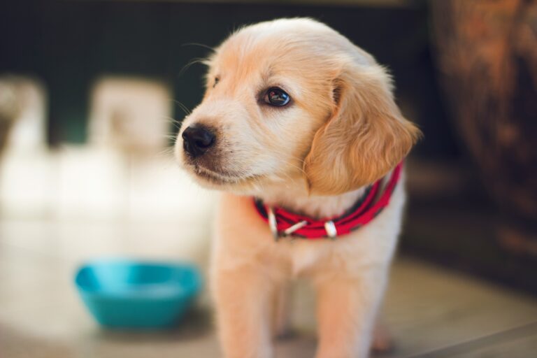 how to introduce a new dog to your home in 2026