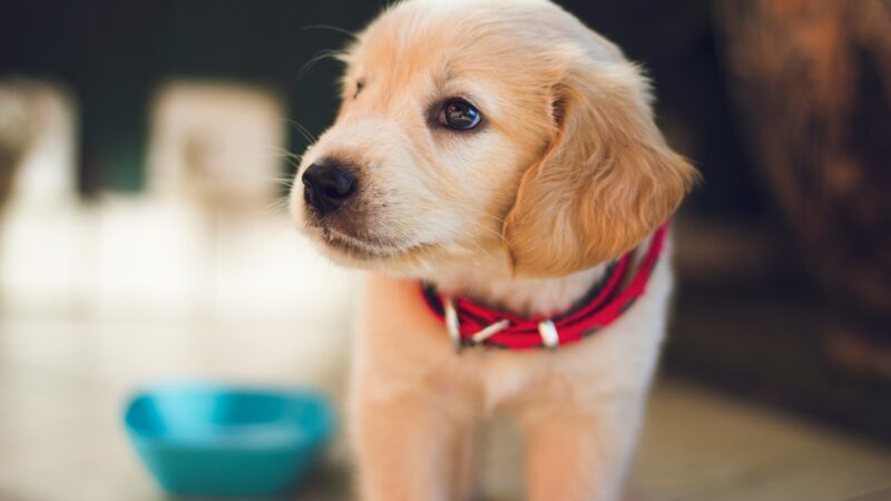 how to introduce a new dog to your home in 2026