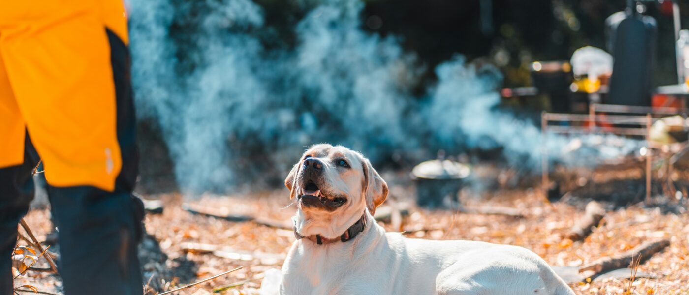 Prevention and Heatstroke Response: How to Keep a Dog Cool in Summer