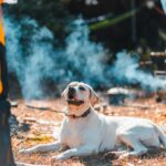 how to keep a dog cool in summer