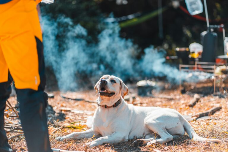how to keep a dog cool in summer
