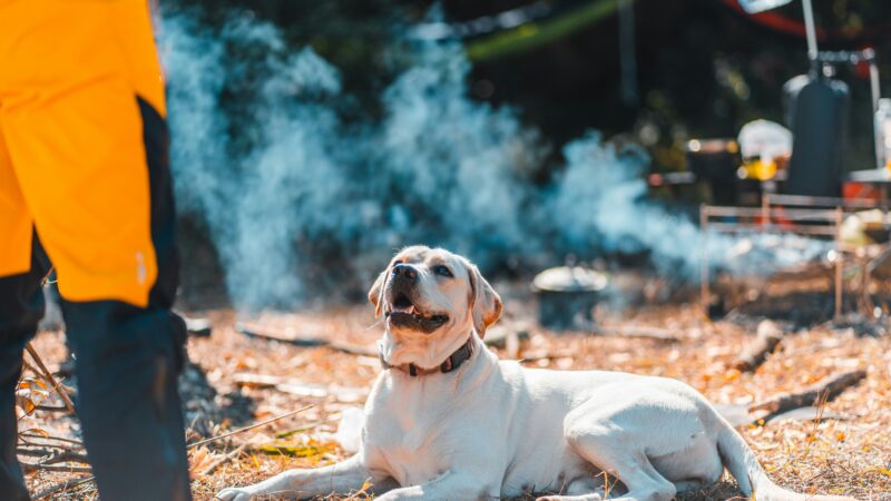 how to keep a dog cool in summer
