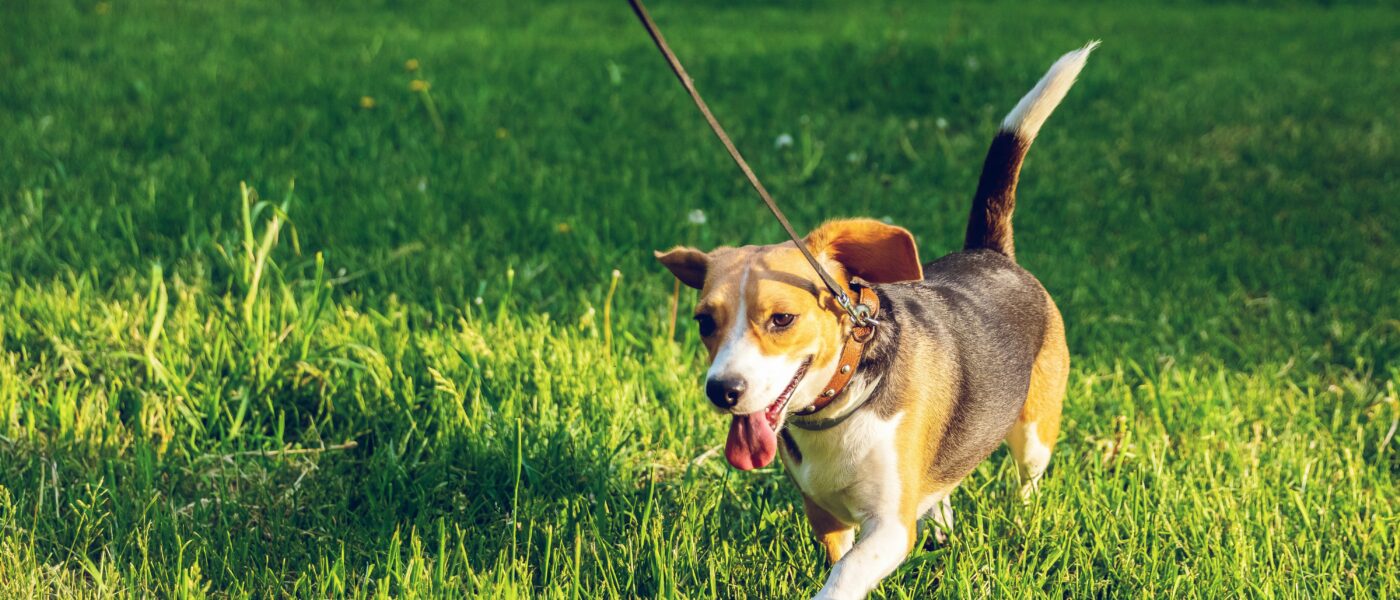 How to Leash Train a Small Dog Without Scaring Them Off Walks