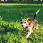 how to leash train a small dog in 2026