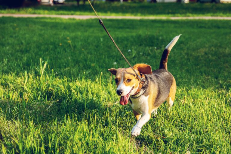 how to leash train a small dog in 2026