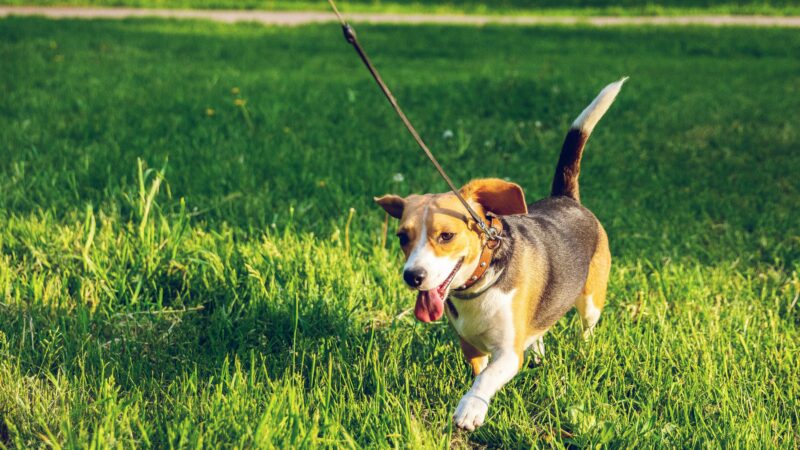 how to leash train a small dog in 2026