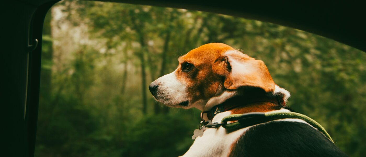 How to Road Trip With a Dog in 2026: The Complete Guide to Safe, Stress-Free Travel With Your Best Friend