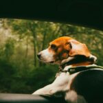 how to road trip with a dog in 2026
